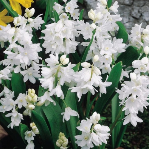 фото Луковицы цветов, сhipollino flowers, пушкиния LIBANOTICA ALBA (10 луковиц), заказать за 536 рублей