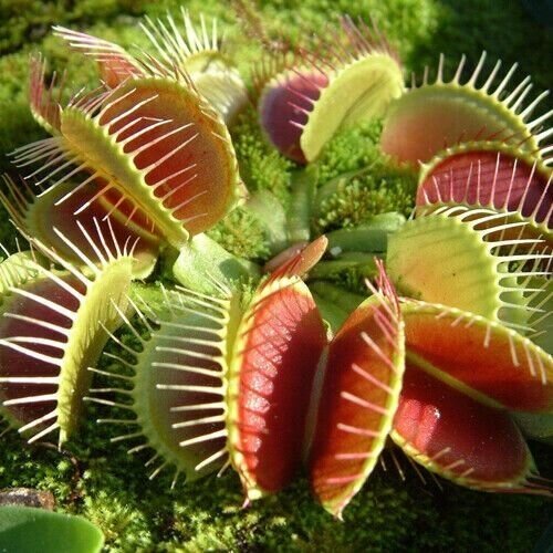 Венерина Мухоловка Семена 3шт, хищное растение (Dionaea muscipula) фото