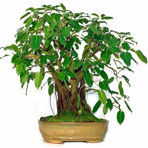 фото Фикус Священный, Ficus Religiosa, семена, заказать за 413 рублей