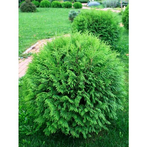 Семена Туя западная Вудварди (Thuja occidentalis Woodwardii), 30 штук фото