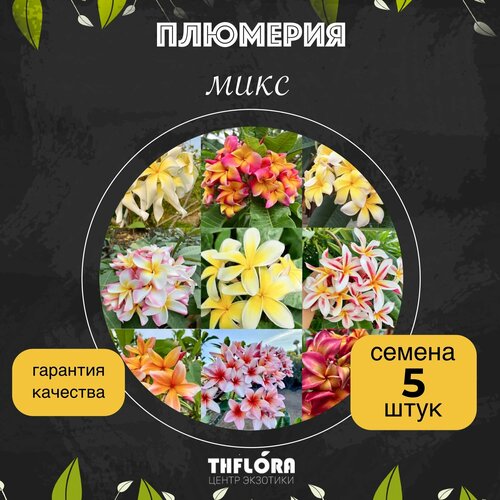 Плюмерия микс семена 5 штук фото