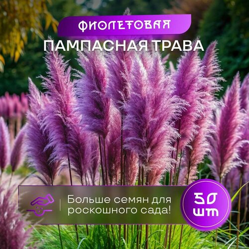 Пампасная трава кортадерия фиолетовая семена 50 шт. фото