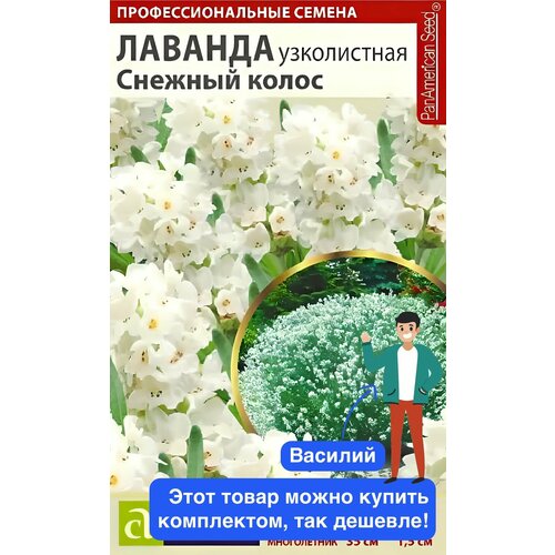 Цветы Лаванда Снежный колос английская Семена Алтая фото