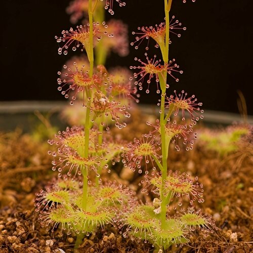 фото Семена Мухоловка Росянка, Drosera Auriculata 10+ шт, хищное растение, поедающее мух