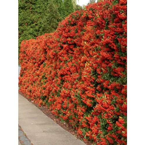 Семена Пираканта шарлаховая красная (Pyracantha coccinea), 15 штук фото