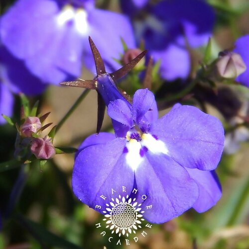 фото Семена Лобелия ежевидная - Лобелия синяя (лат. Lobelia erinus) 20шт