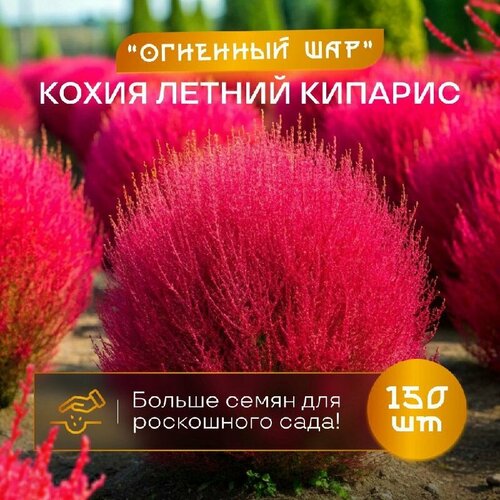 Кохия летний кипарис пламя огненный шар 150 шт. семян сертифицированные фото