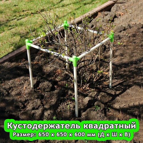 фото Кустодержатель 