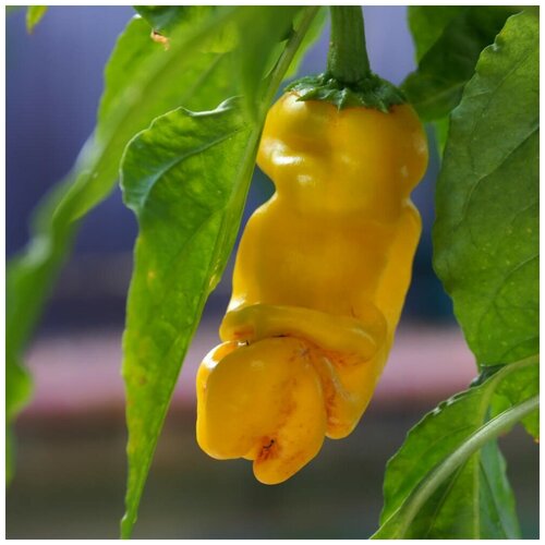 фото Семена Орешка Перец острый Peter pepper yellow 5 шт.