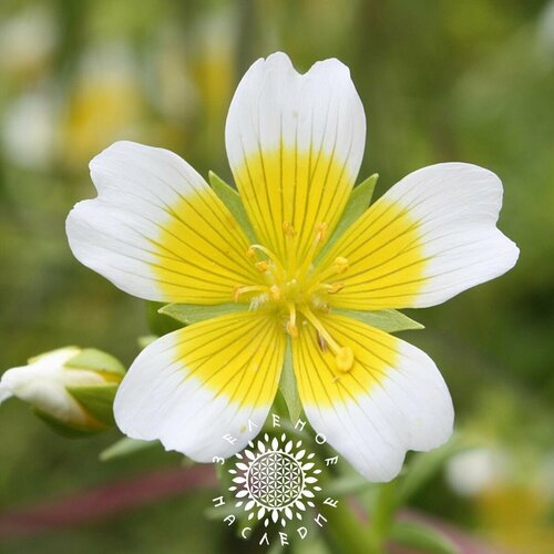 фото Семена Лимантес Дугласа - Цветок-яичница (лат. Limnanthes douglasii) 20 шт