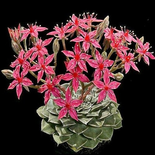 Граптопеталлум красивый, Graptopetalum Bellum, Мексиканская звезда, суккуленты, семена фото