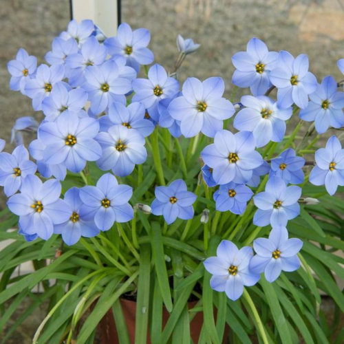 Луковицы цветов, сhipollino flowers, ифейон UNIFORUM ROLF FIEDLER (10 луковиц) фото