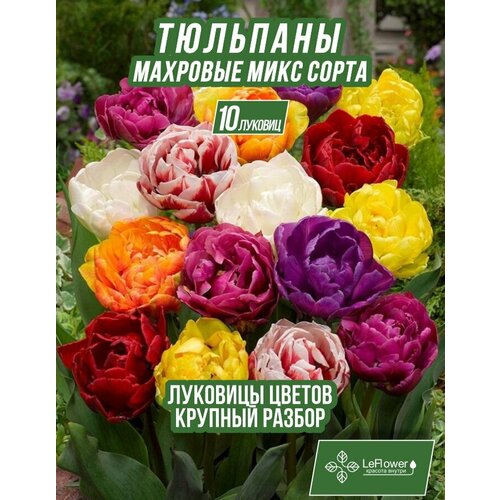 Луковичные цветы тюльпан крупные махровые, 10шт (LeFlower) фото