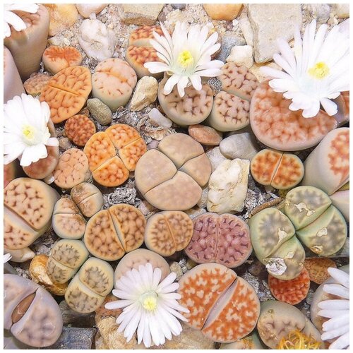 Семена Орешка Суккулент Литопс Lithops Karasmontana mix 10 шт. фото