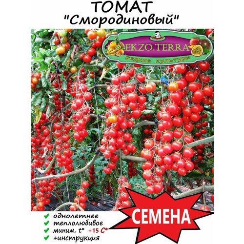 Семена Томат Смородиновый 5 шт. фото