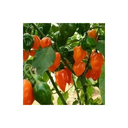 фото Семена Острый перец Habanero Orange, 5 семян + подарок