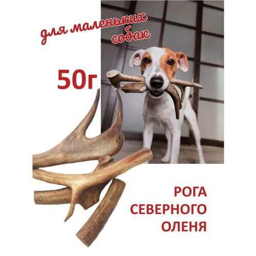 фото Рога северного оленя для мелких собак 50г., заказать за 290 рублей