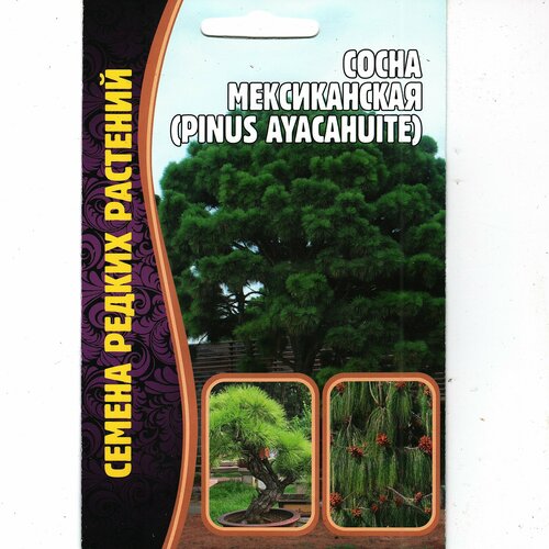 Сосна Мексиканская /pinus ayacahuite, редкое, подходит для Бонсай ( 1 уп : 10 семян ) фото