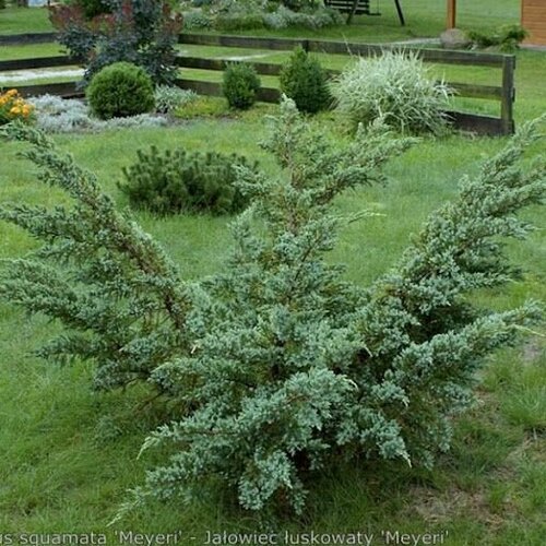 Можжевельник чешуйчатый Мейери фото