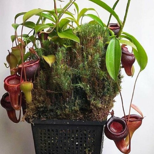 фото Непентес Мирабилис, Nepenthes Мirabilis, насекомоядное растение, семена