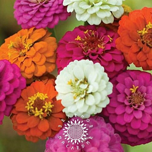 фото Семена Цинния изящная - микс (лат. Zinnia elegans) 30 шт от Green Legacy