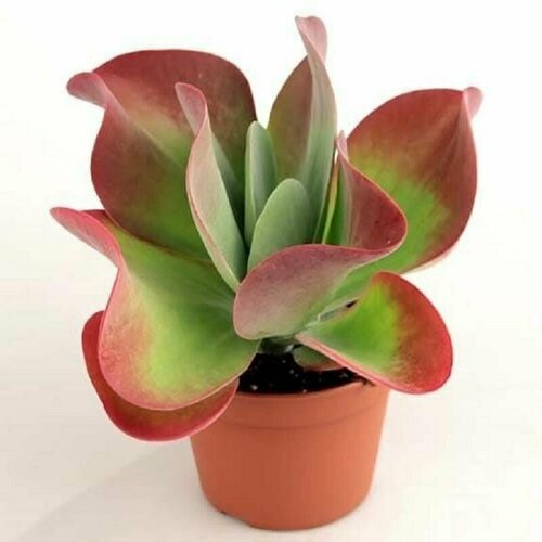 Каланхоэ метельчатоцветковое, Kalanchoe Thyrsiflora, семена фото