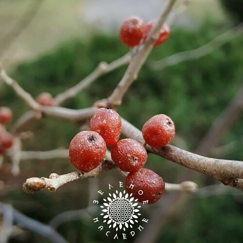 Семена Шефердия - Буйволиная ягода - Мыльная ягода (лат. Shepherdia canadensis) 15 шт фото