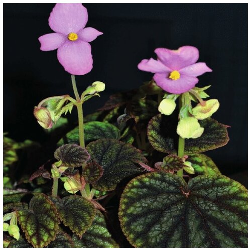 фото Бегония Пикта, Begonia Рicta, окрашенная, семена