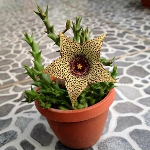 Стапелия пестрая, Stapelia Variegata, Orbea, вариегатная, суккуленты, семена фото