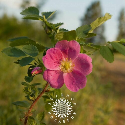 фото Семена Роза даурская - Шиповник даурский (лат. Rosa davurica) 15 шт