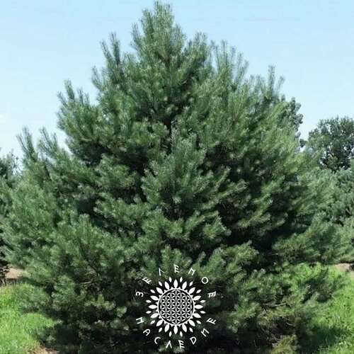 фото Семена Сосна обыкновенная (лат. Pinus sylvestris) 50шт от Green Legacy, заказать за 375 рублей