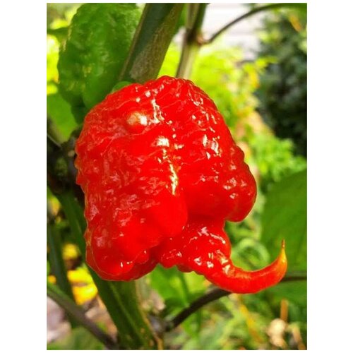 фото Семена Острый перец Carolina Reaper red, 5 штук