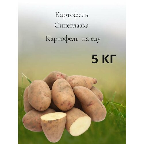 Картофель на еду Синеглазка, 5 кг фото