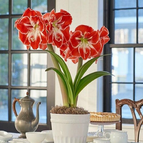 фото Гиппеаструм Самба, Hippeastrum Samba, семена