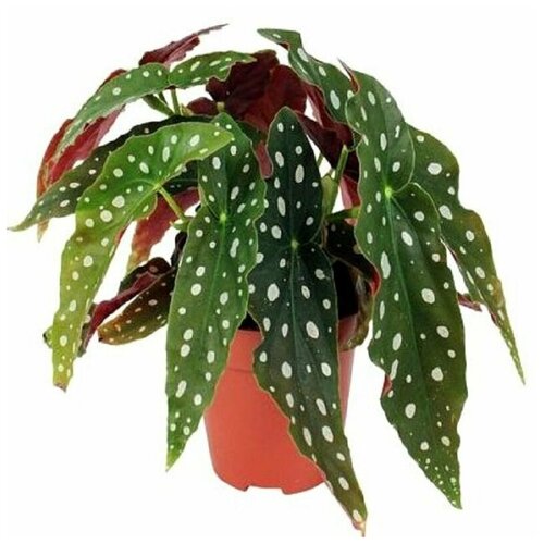 Бегония Макулата, Begonia Maculata, Пятнистая, семена фото