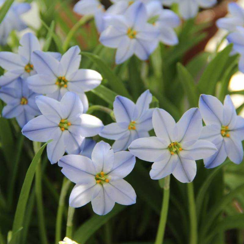 Ipheion Uniflorum Rolf(10 луковиц) фото