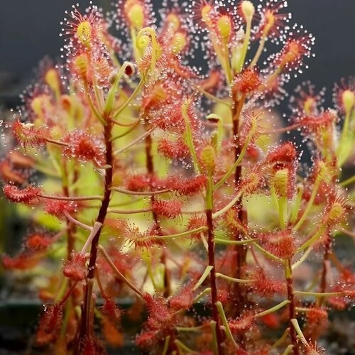 фото Семена Мухоловка Росянка, Drosera Madagascariensis 10+ шт, хищное растение, поедающее мух