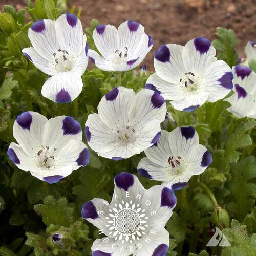 фото Семена Немофила пятнистая (лат. Nemophila maculata) 35 шт от Green Legacy