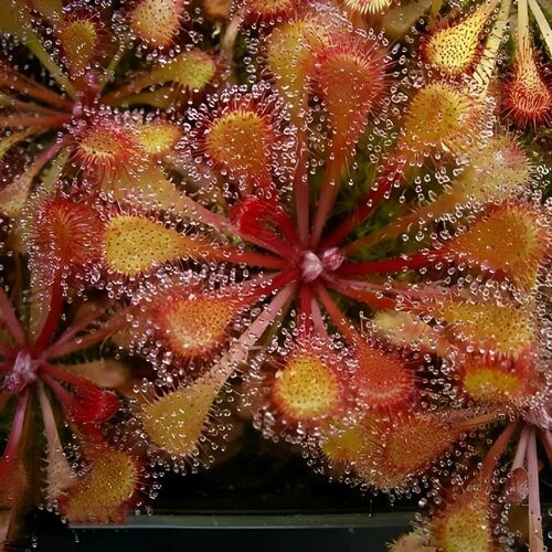 фото Семена Мухоловка Росянка, Drosera Collinsiae Faryland 10+ шт, хищное растение, поедающее мух