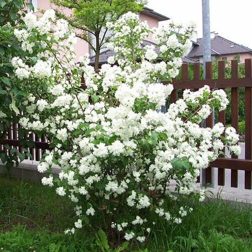 Жасмин Монблан (1 саженец в горшке 15-20 см). Belgium Plants Van. (Бельгия) фото