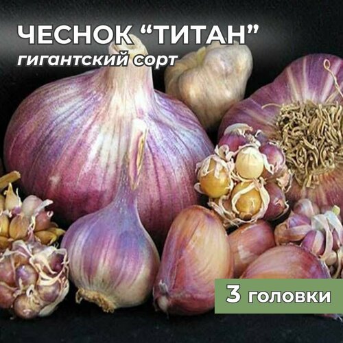 Гигантский чеснок Титан на посадку 3 головки фото