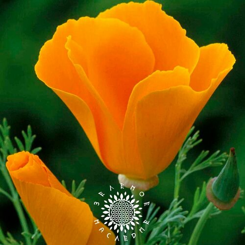 Семена Эшшольция калифорнийская (лат. Eschscholzia californica) 100шт фото