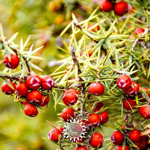 фото Семена Можжевельник колючий (лат. Juniperus oxycedrus) 25шт от Green Legacy, заказать за 350 рублей