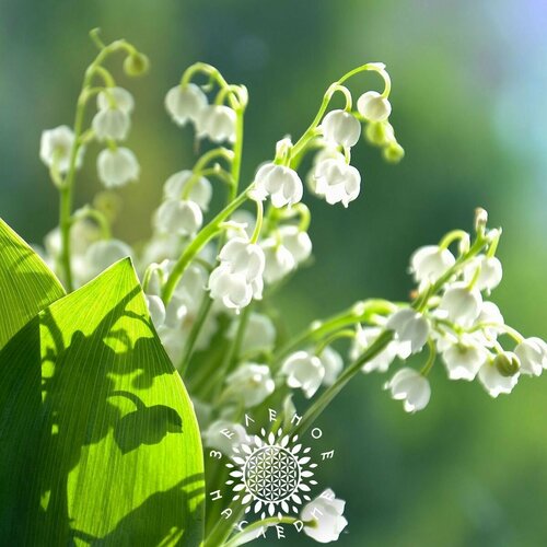 фото Семена Ландыши майские (лат. Convallaria majalis) 5 шт от Green Legacy