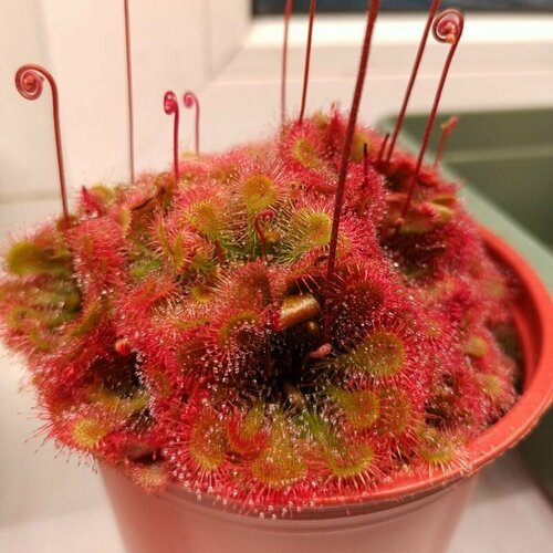 Семена Мухоловка Росянка, Drosera Tokaiensis 10+ шт, хищное растение, поедающее мух фото