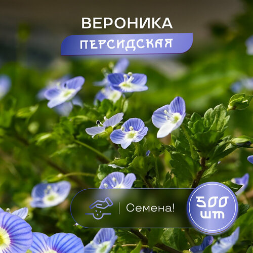 фото Вероника Персидская Птичий глаз, SVN seeds, семена 500 шт, польза и красота