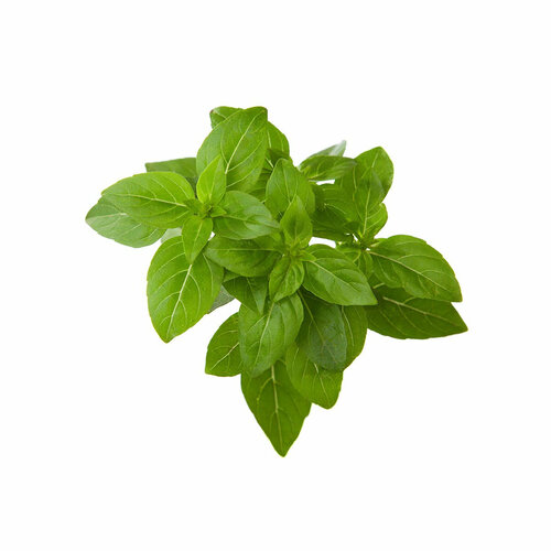 фото Click And Grow Комплект картриджей Click And Grow Dwarf Basil Plant Pods 3 шт. для умного сада Click And Grow карликовый базилик