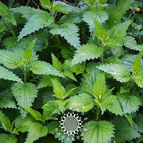 фото Семена Крапива двудомная (лат. Urtica dioica) 500шт от Green Legacy