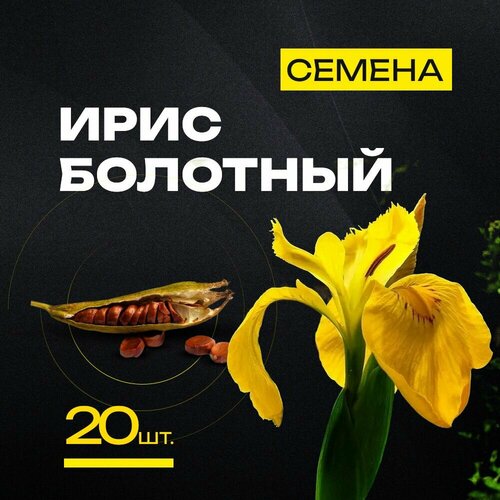 Семена ириса болотного для прудов и водоемов 40 шт фото