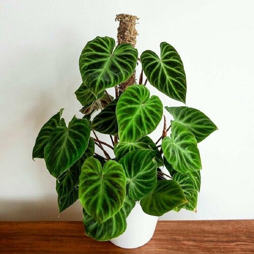 фото Филодендрон бородавчатый, Philodendron Verrucosum, семена